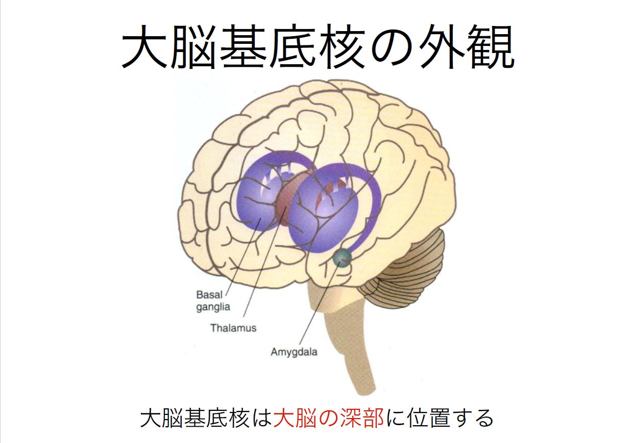 ＜第3回：脳科学講座Blog＞～大脳基底核・小脳編～ | 脳卒中/神経系 自費リハビリ施設 | STROKE LAB 東京
