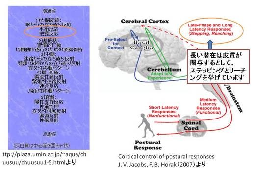 脳と姿勢制御・先行随伴性姿勢調整