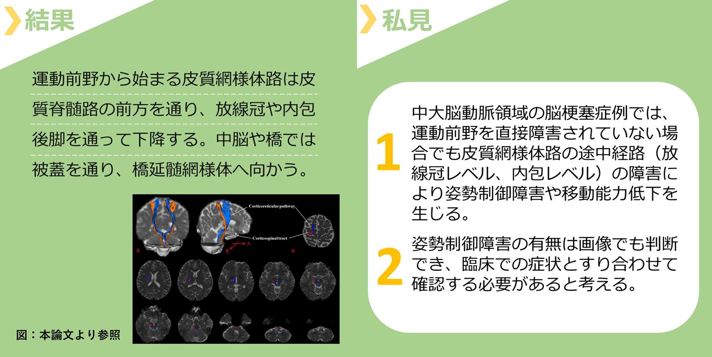 見出し画像２.皮質網様体路