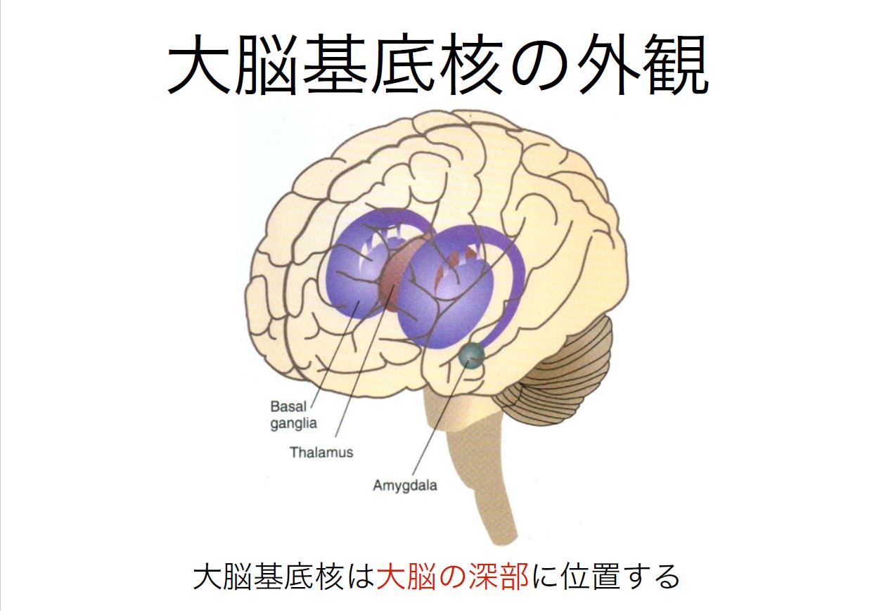 核 機能 基底 大脳