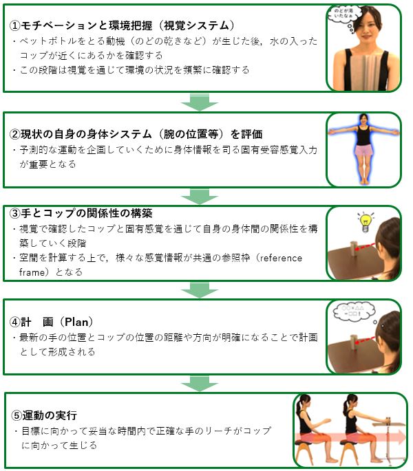 脳卒中 脳梗塞 脳出血 片麻痺のリハビリ 上肢のリーチその 神経学的側面 モチベーションプロセス 脳卒中 神経系 自費リハビリ施設 Stroke Lab 東京