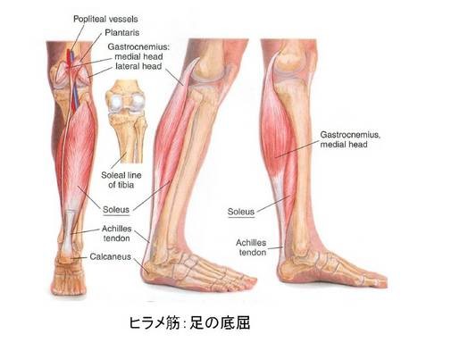 Gastro 腓腹筋 とsoleus ヒラメ筋 の役割の違い 脳卒中 神経系 自費リハビリ施設 Stroke Lab 東京