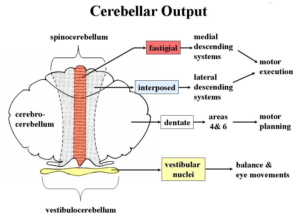 cerebellar-lobes