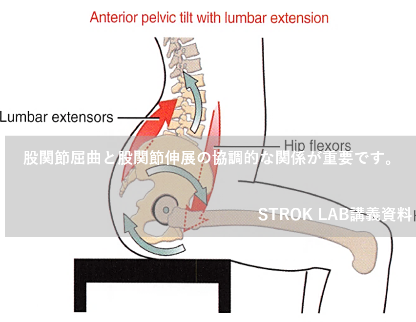 股関節トルク