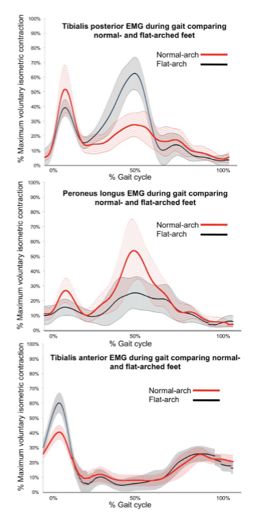 Foot posture influences the electromyographic activity of selected lower limb muscles during gait.3