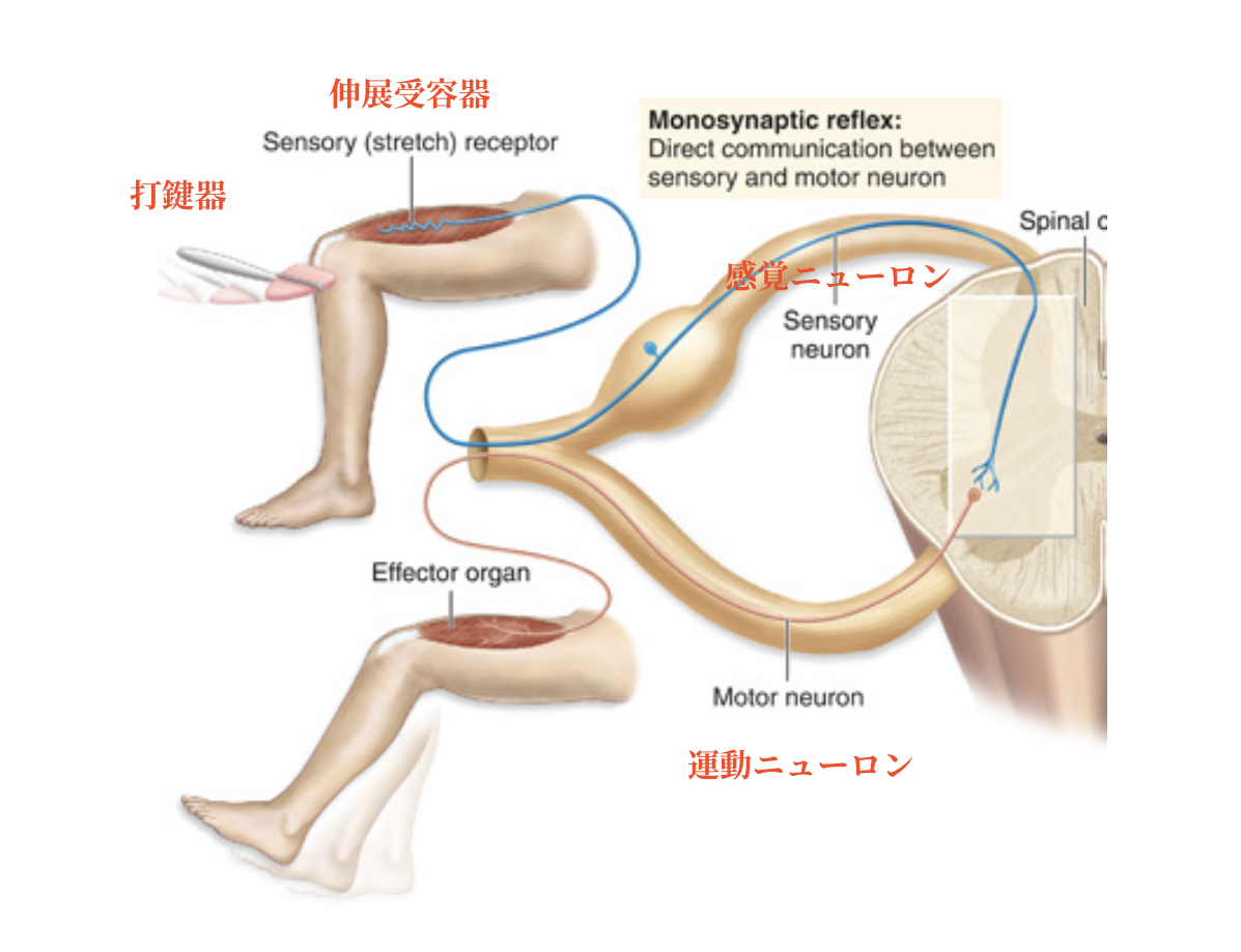 深部腱反射の反射弓