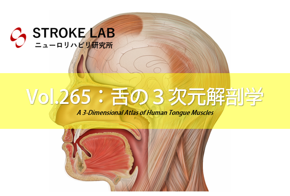 Vol 265 舌の３次元解剖学 脳卒中 脳梗塞のリハビリ論文サマリー 脳卒中 神経系 自費リハビリ施設 Stroke Lab 東京