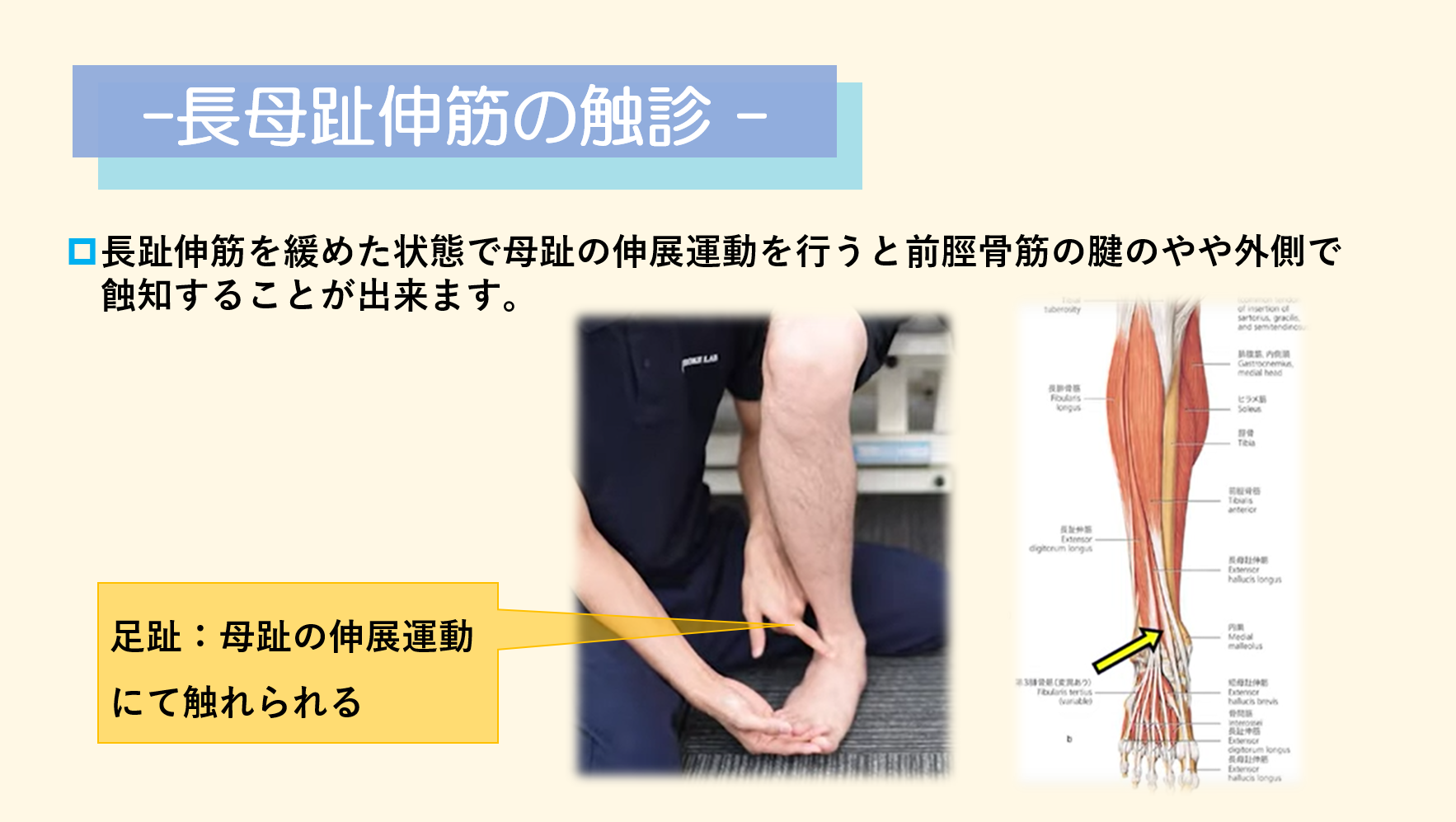 脳卒中 触診 足関節内反 後脛骨筋 長趾屈筋 長母趾屈筋 前脛骨筋 長母趾伸筋の起始停止 歩行との関係性 脳卒中 神経系 自費リハビリ施設 Stroke Lab 東京