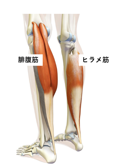 脳卒中×触診 【下腿三頭筋 腓腹筋―ヒラメ筋の起始停止：歩行の関係性 ...