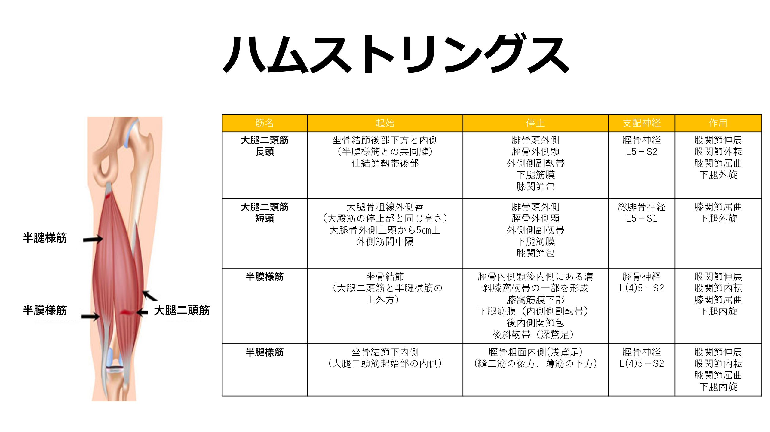 脳卒中 触診 ハムストリングス 大腿二頭筋 半膜様筋 半腱様筋 の起始停止 片麻痺の立ち上がりの関係 脳卒中 神経系 自費リハビリ施設 Stroke Lab 東京