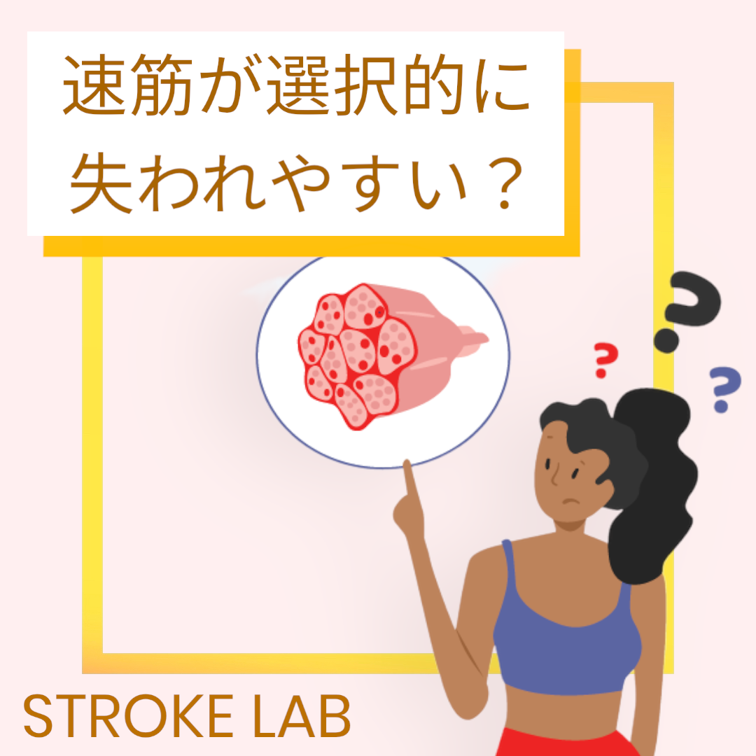 筋骨格リハビリテーションにおける病態と介入方法 2024年版】 脳卒中後の骨格筋変化とリハビリ効果：速筋選択的