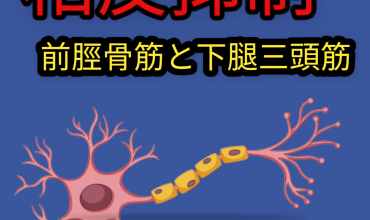 筋電図で下肢筋の相反性抑制について調べてみた！前脛骨筋と下腿三頭筋の非対称的な神経支配