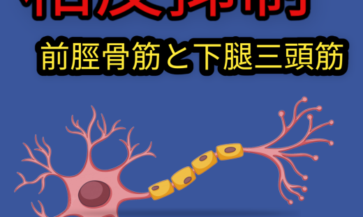 筋電図で下肢筋の相反性抑制について調べてみた！前脛骨筋と下腿三頭筋の非対称的な神経支配