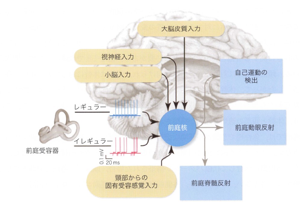 前庭 系 と は