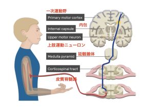 錐体路