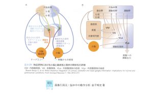 運動性視床