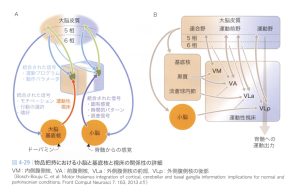 運動性視床