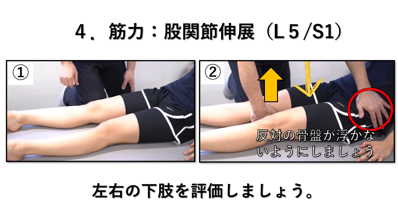 筋力検査　股関節伸展： L5/S1/S2 (下臀部神経)