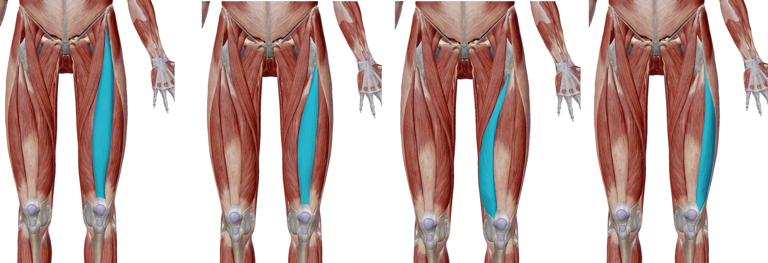 大腿四頭筋の各筋（大腿直筋・内側広筋・外側広筋・中間広筋）の解剖の画像