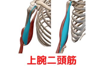 上腕二頭筋(Biceps Brachii)