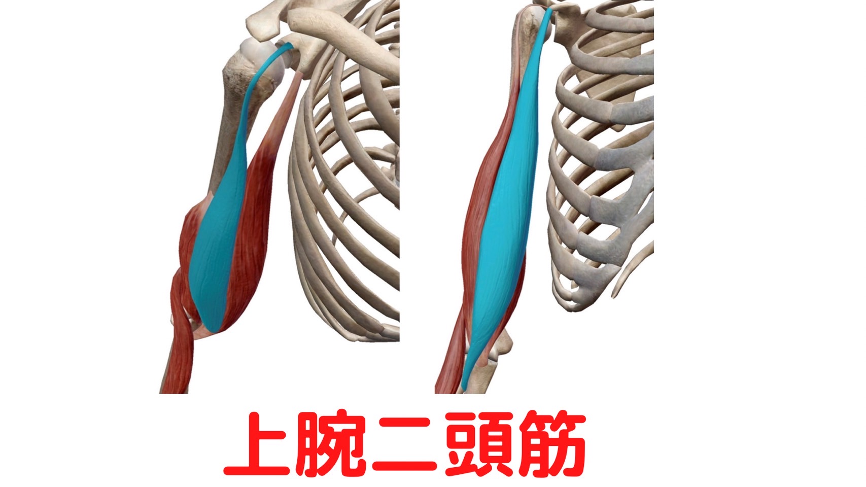 上腕二頭筋(Biceps Brachii)