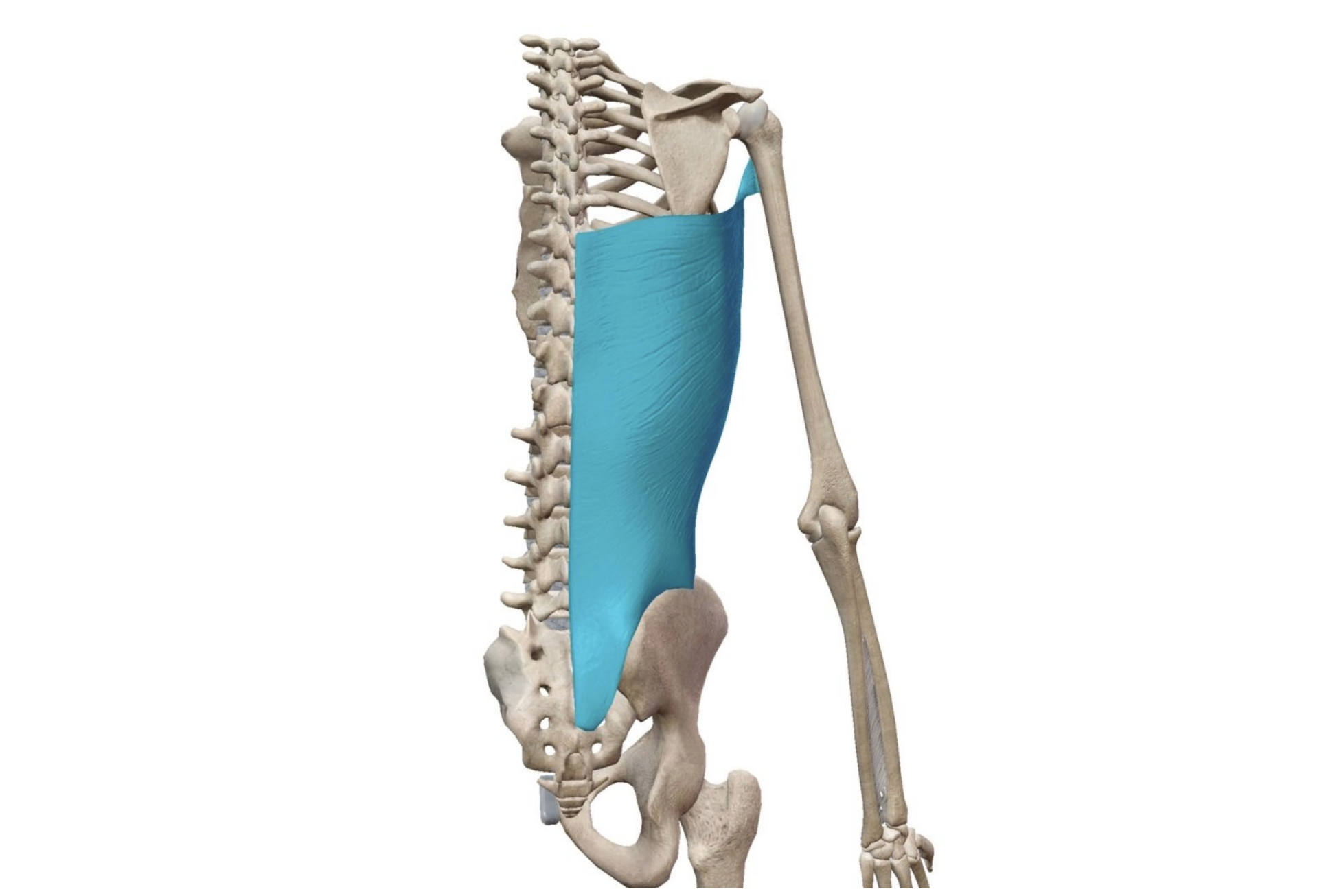 広背筋(Latissimus Dorsi Muscle) – 脳卒中/神経系 自費リハビリ施設 東京 | STROKE LAB 広背筋(Latissimus Dorsi Muscle) – 脳卒中/神経系 自費リハビリ施設 東京 | STROKE LAB