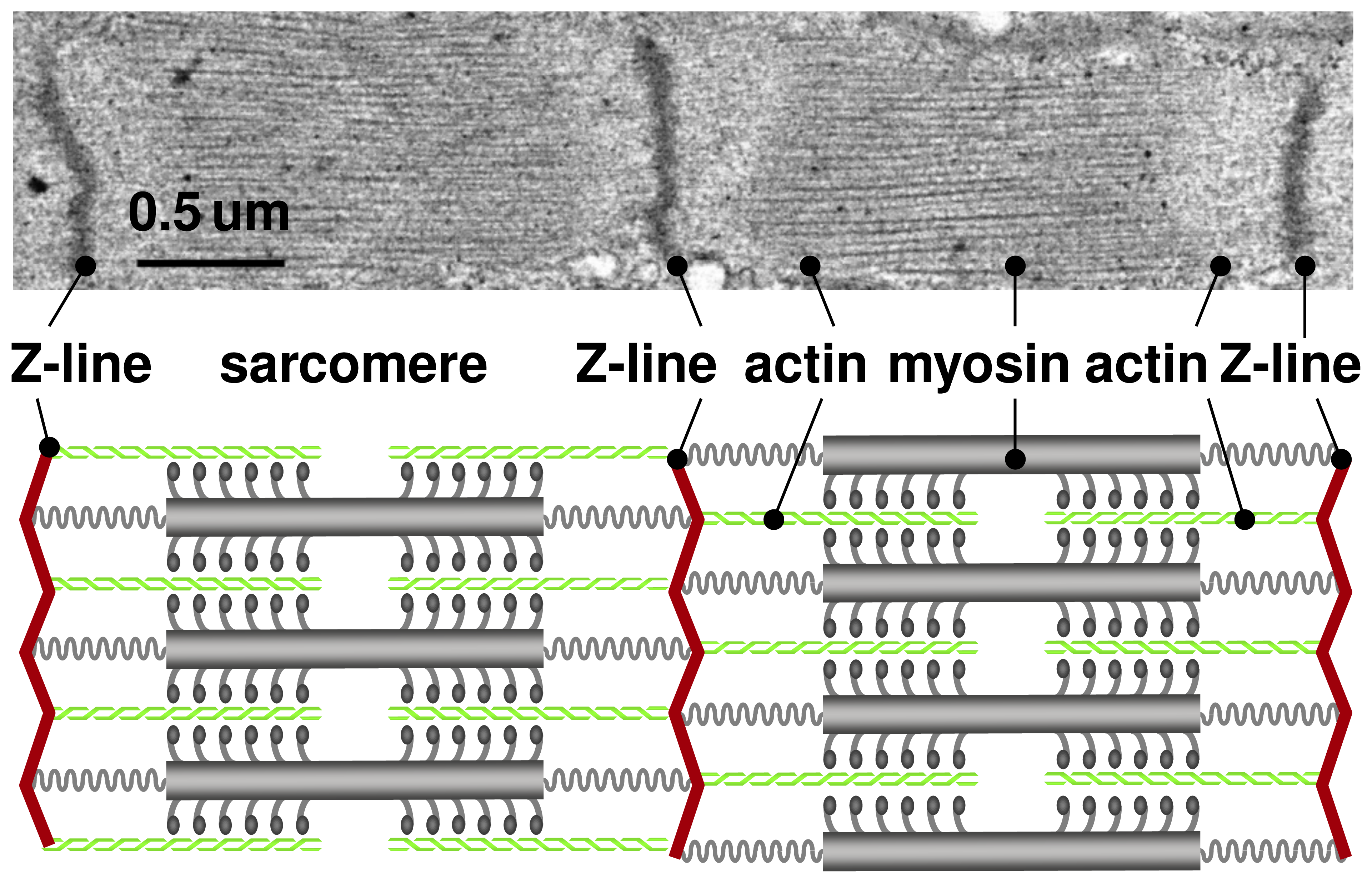 https://journals.plos.org/plosone/article/figure?id=10.1371/journal.pone.0045661.g001