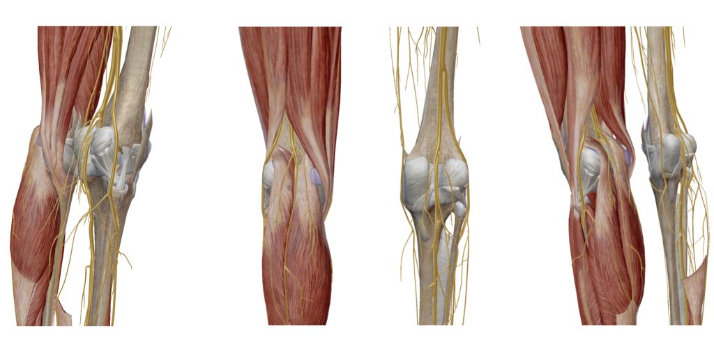 総腓骨神経：peroneal nerve