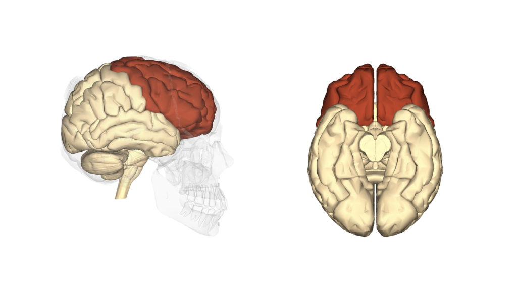前頭葉　frontal lobe