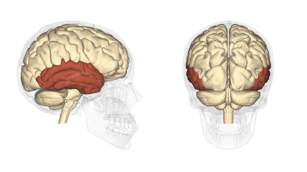 側頭葉　Temporal lobe
