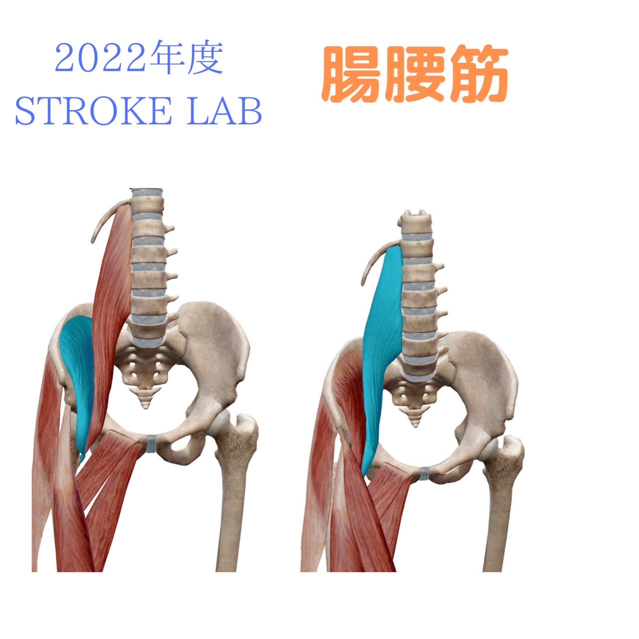 22年度版 腸腰筋の起始 停止と作用 疾患 リハビリ 筋トレーニング方法まで動画で解説 脳卒中 神経系 自費リハビリ施設 Stroke Lab 東京