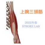 【2022年度版】上腕三頭筋の起始停止・作用は？ ストレッチ・筋トレ・リハビリ、痛みの原因まで解説