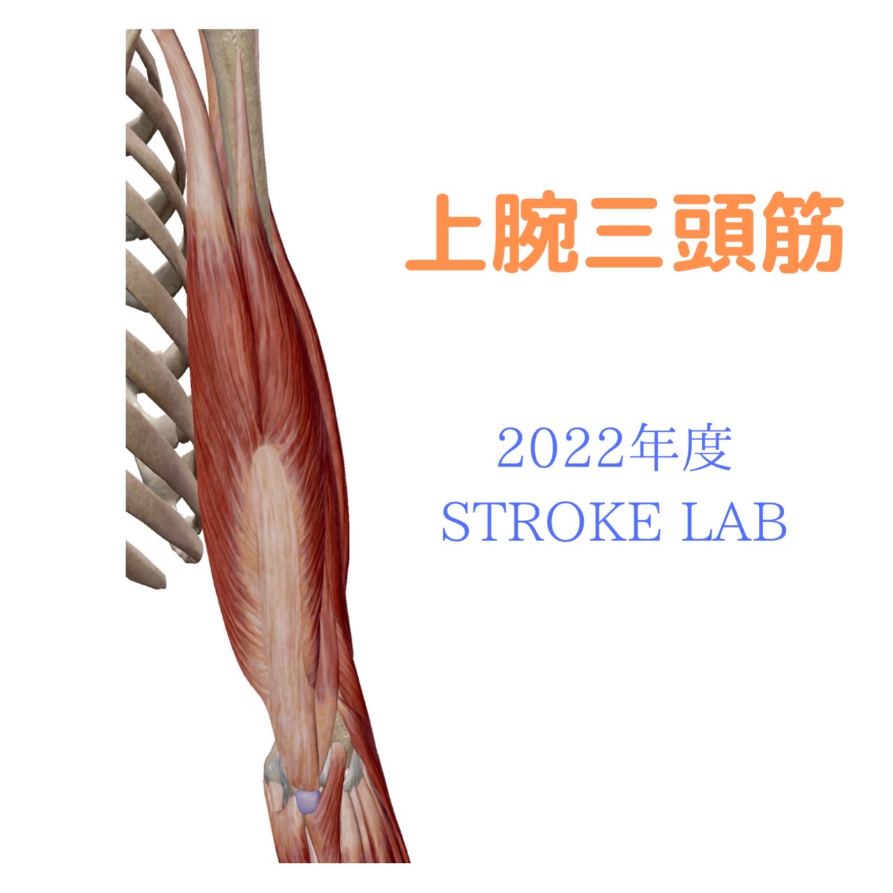 22年度版 上腕三頭筋の起始停止 作用は ストレッチ 筋トレ リハビリ 痛みの原因まで解説 脳卒中 神経系 自費リハビリ施設 Stroke Lab 東京