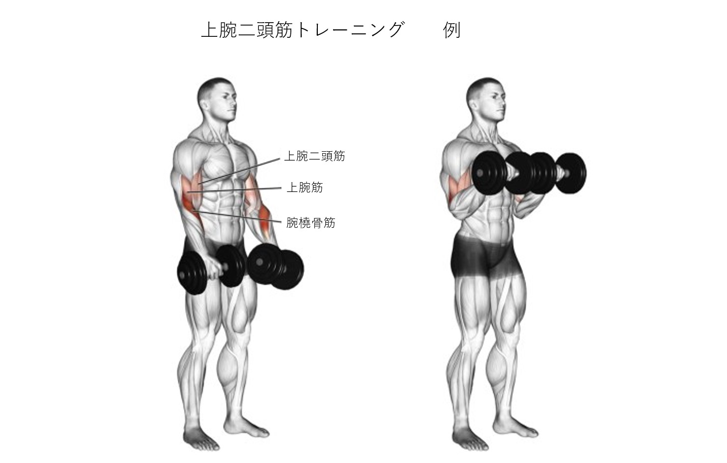 上腕二頭筋に妊娠線ができるのはなぜですか?
