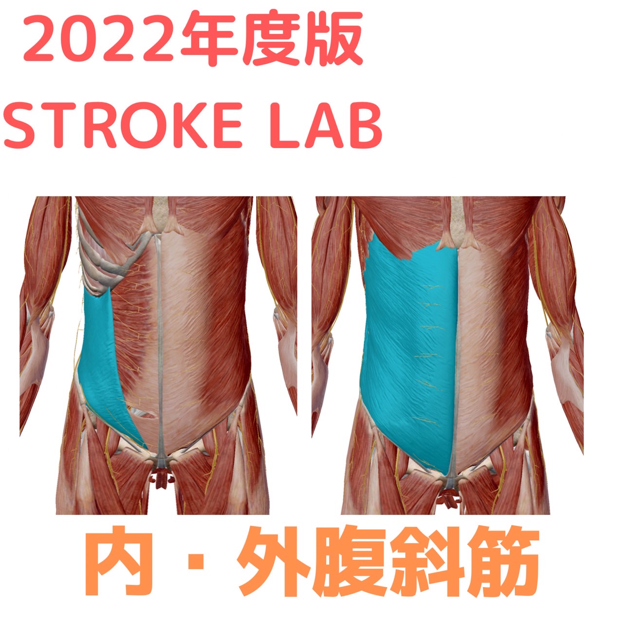 腹斜筋の起始停止 機能 作用作用 筋トレ エクササイズ 脳卒中 神経系 自費リハビリ施設 Stroke Lab 東京