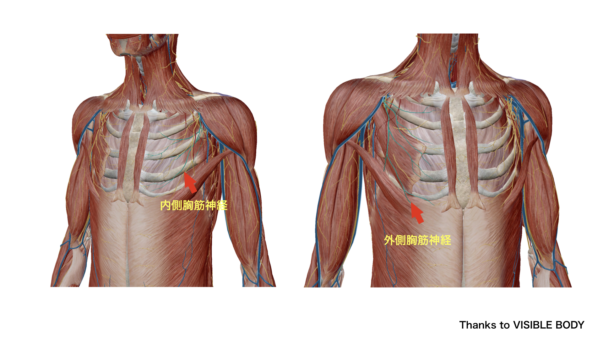 小胸筋　神経支配