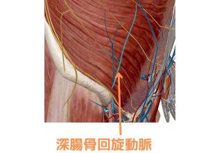 深腸骨回旋動脈