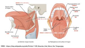 舌の構造
