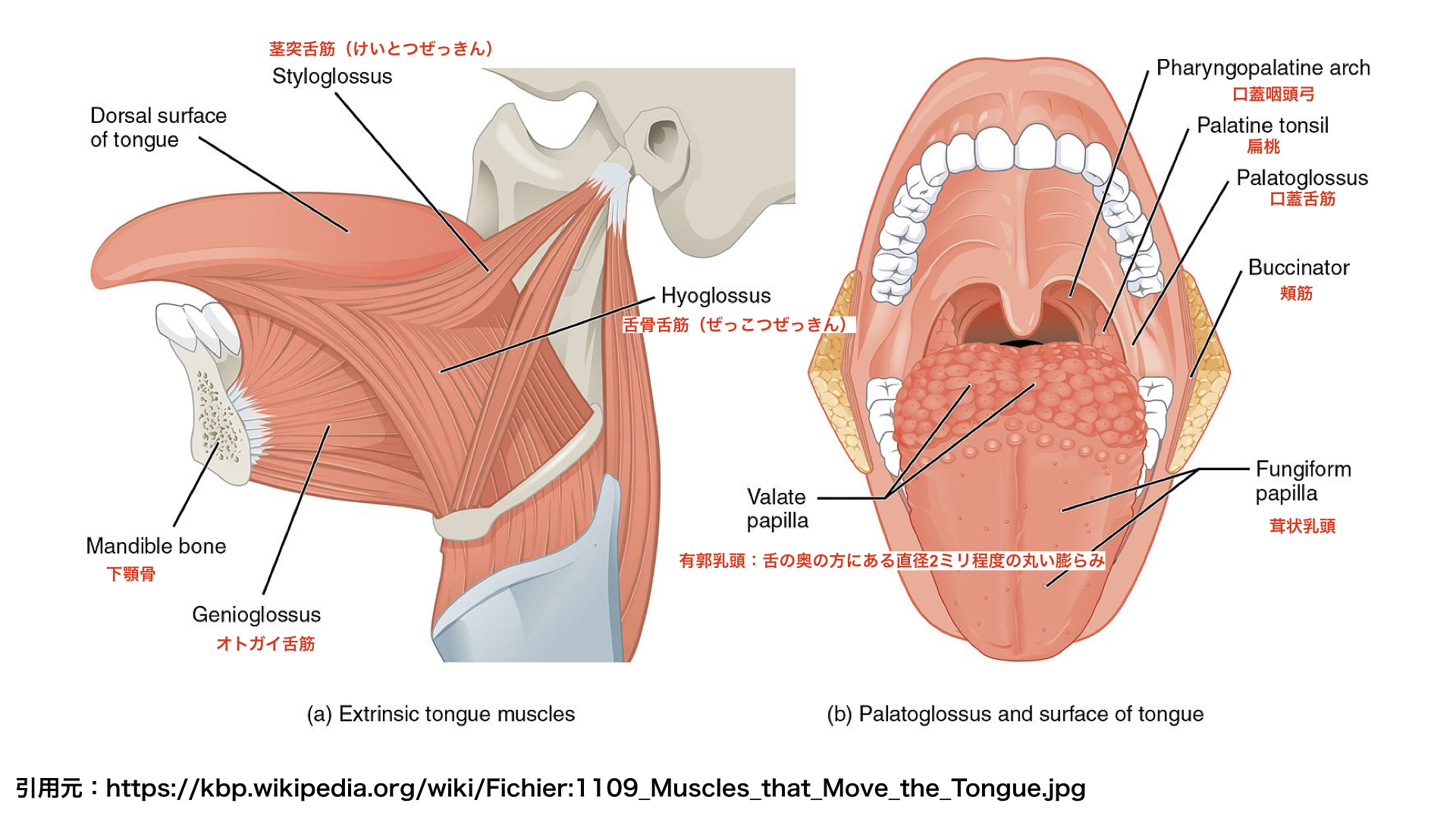 22年最新 舌の筋の機能解剖と構造とは 摂食 嚥下 構音の評価 リハビリテーションまで解説 脳卒中 神経系 自費リハビリ施設 Stroke Lab 東京
