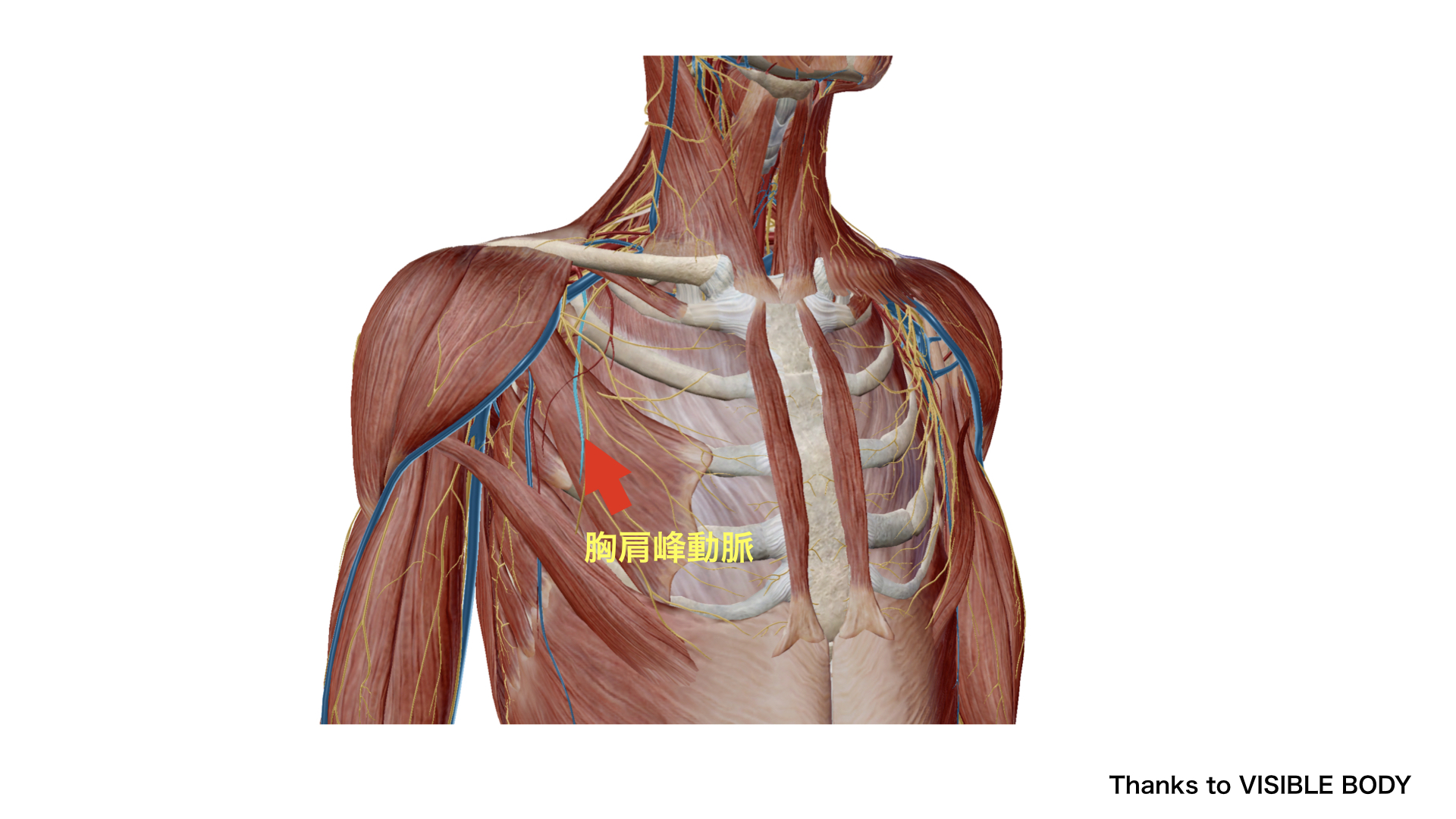 胸肩峰動脈