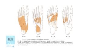 アクティブサブシステム　内在筋