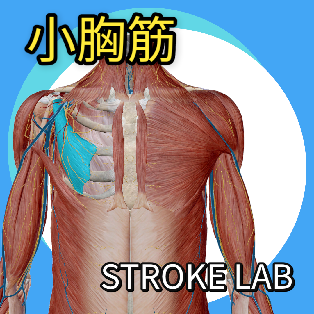 22年最新 小胸筋の起始停止と作用とは 触診 Mmt ストレッチ トレーニング 胸郭出口症候群の解説まで 脳卒中 神経系 自費リハビリ施設 Stroke Lab 東京