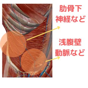 腹部神経・動脈