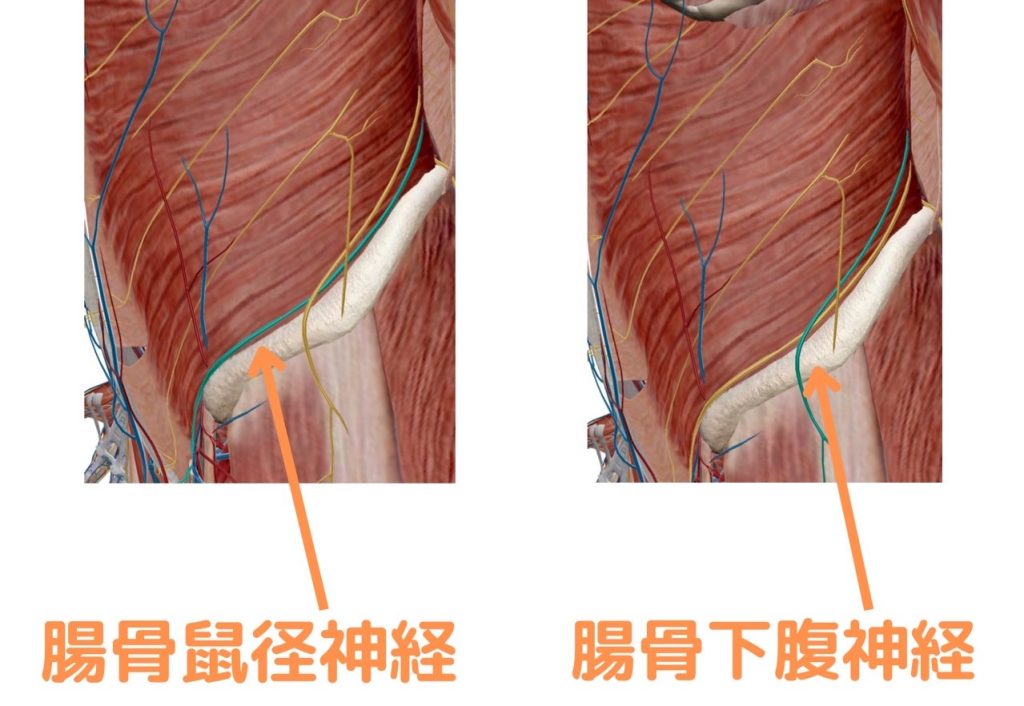 腸骨鼡径・下腹神経