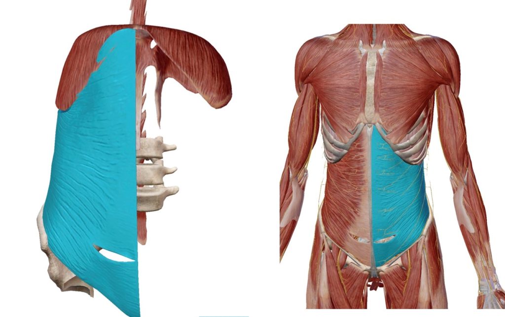 腹横筋(前面)