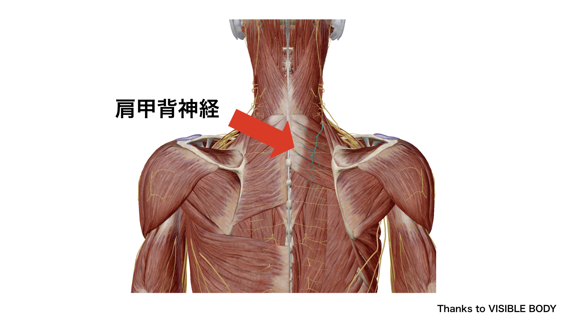 菱形筋　肩甲背神経