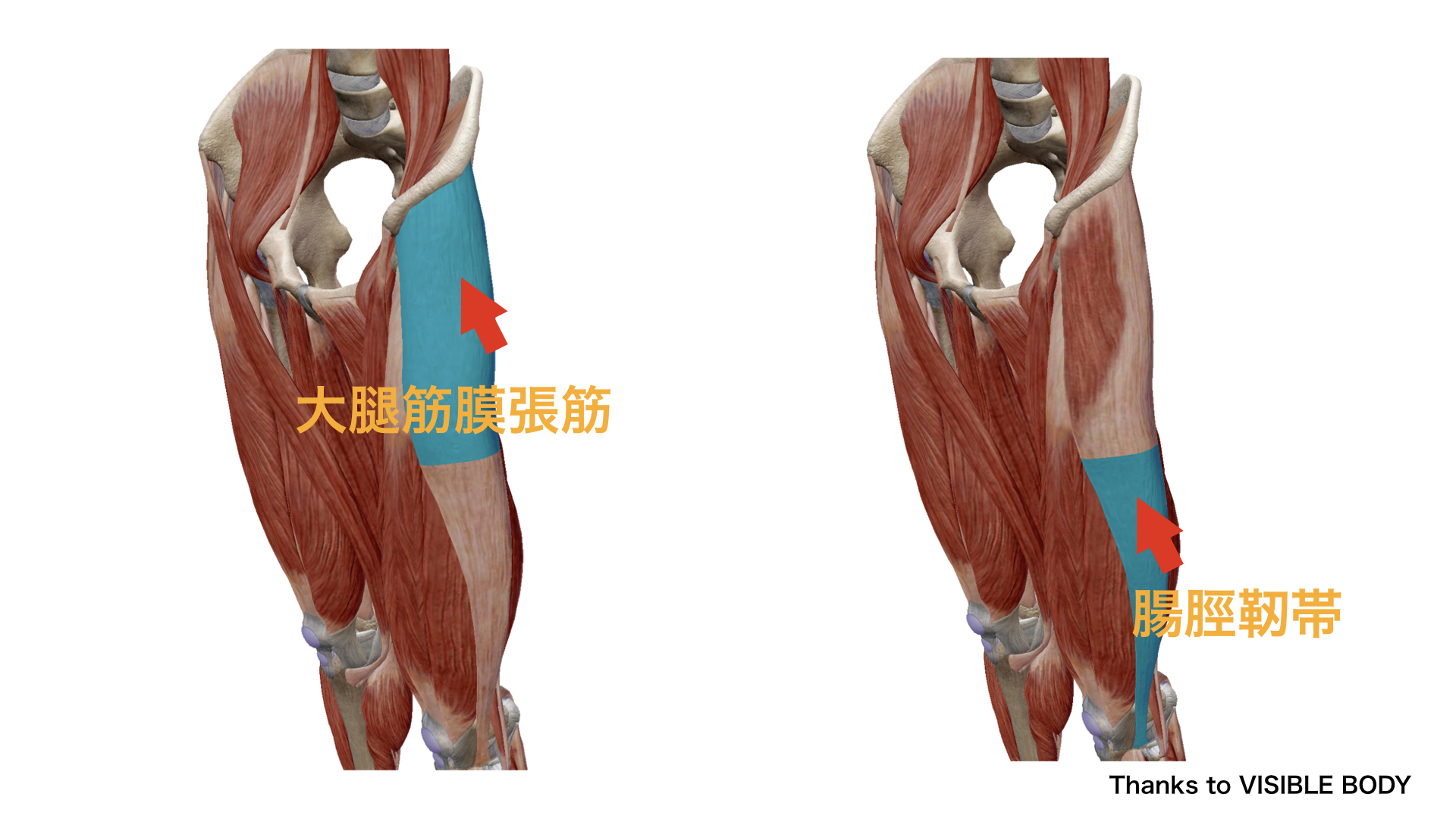 大腿筋膜張筋と腸脛靭帯