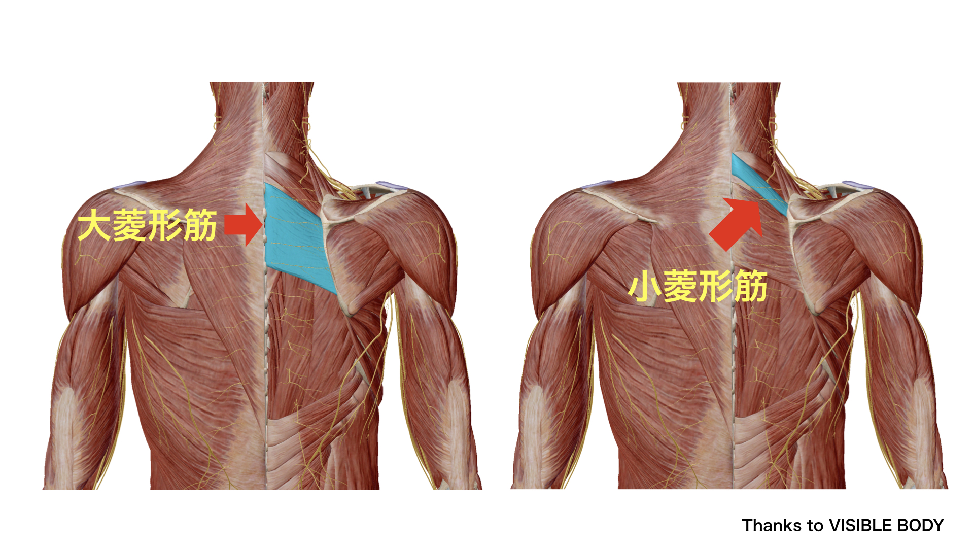 菱形筋　起始停止