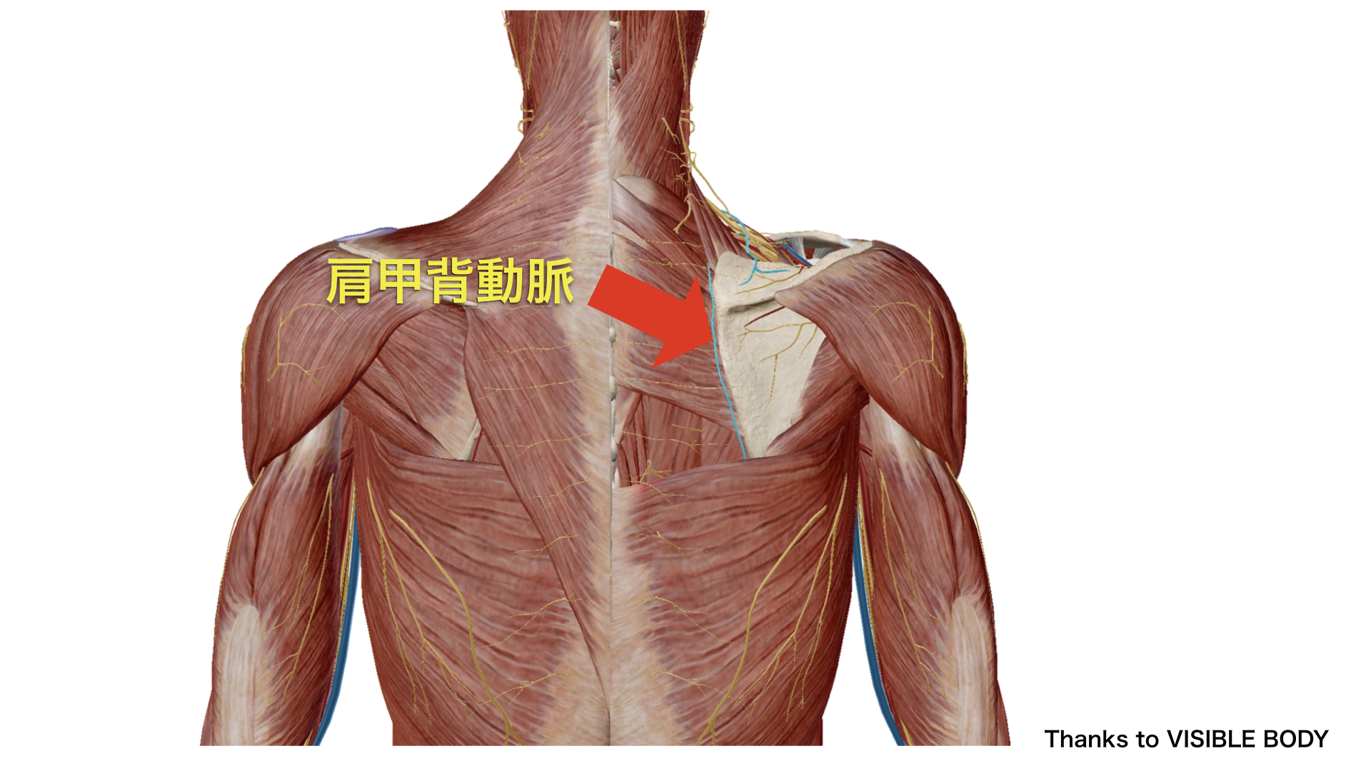 菱形筋　肩甲背動脈