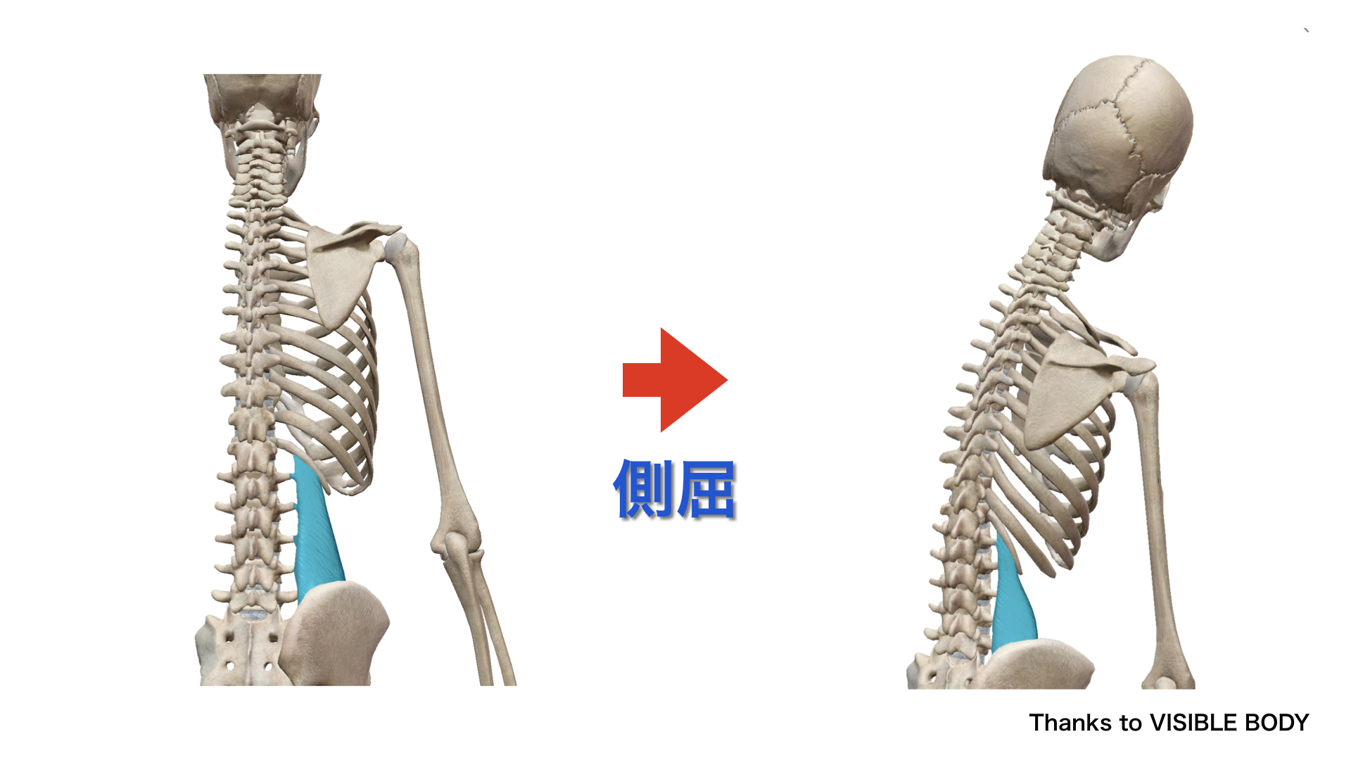 腰方形筋　側屈